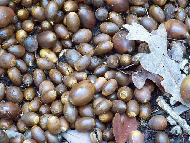 Oak Acorns Products,cameroon Oak Acorns Supplier