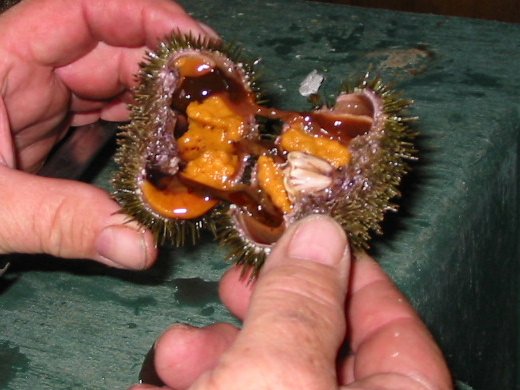 Sea Urchin
