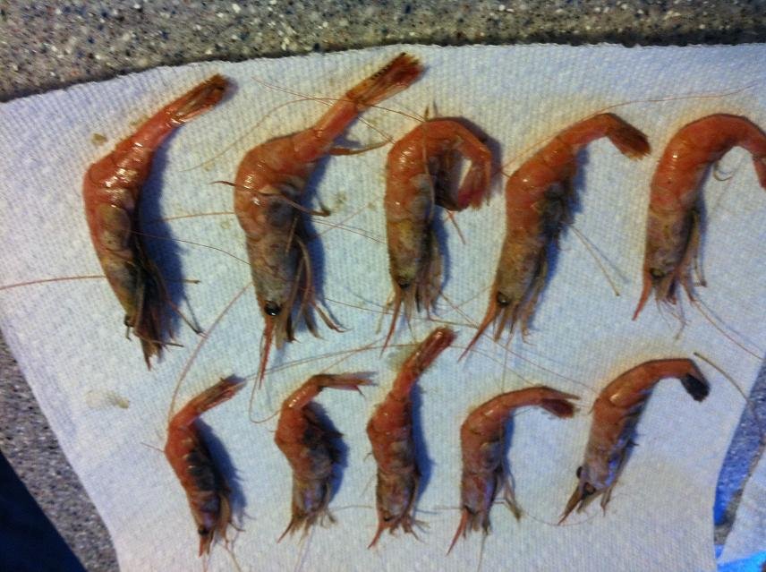 Frozen Raw Red Shrimp products,Netherlands Frozen Raw Red Shrimp supplier