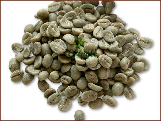 Catimor Arabica Coffee Beans From The Highlands Of Thaland Products 