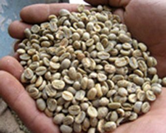 Coffee Beans Yemen ProductsYemen Supplier Coffee Beans Yemen ProductsYemen Supplier