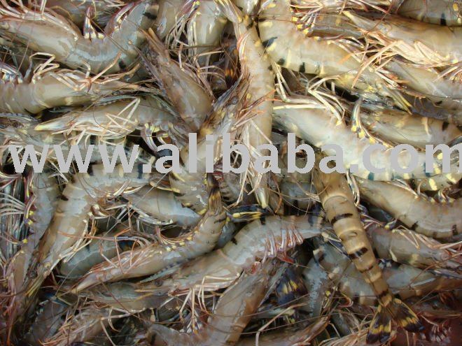 U3 Prawns