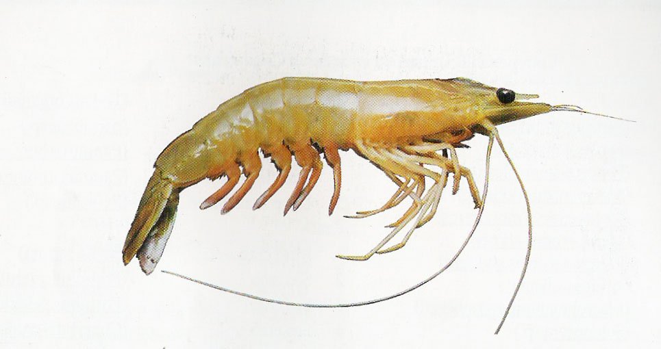 Penaeus Indicus