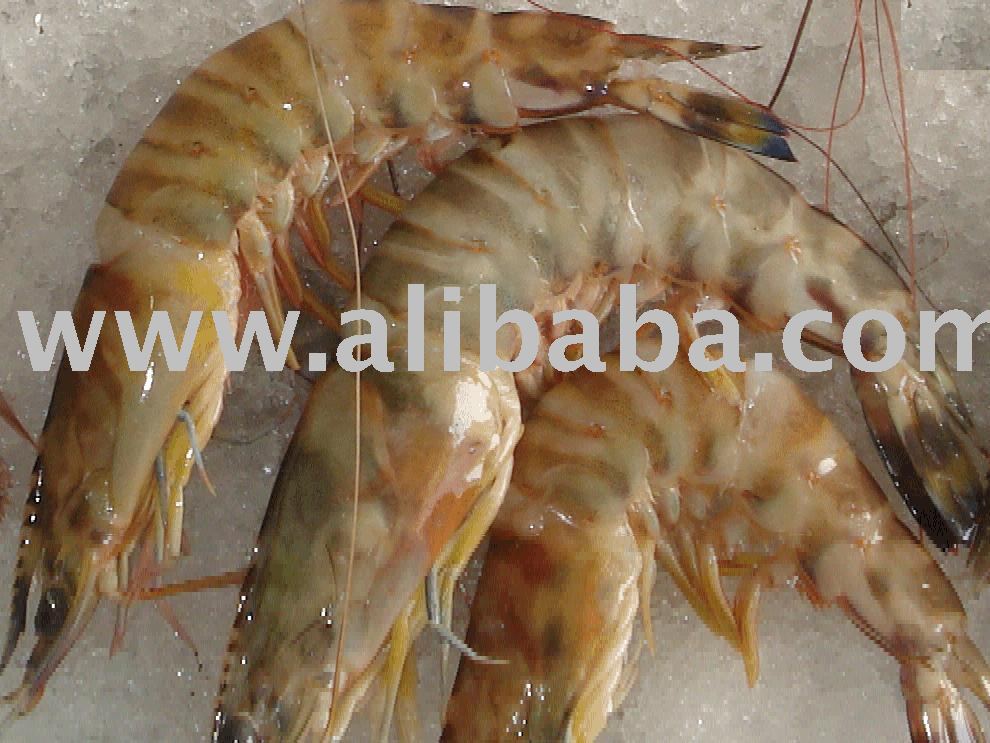 type of shrimp