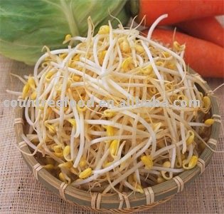 fresh bean sprouts