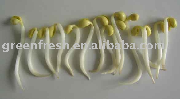 mung bean sprout vegetable