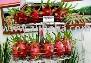 Dragon+fruit+plantation+in+sri+lanka