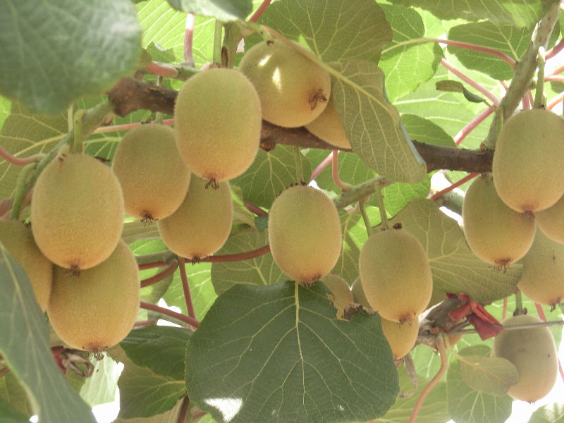 Chinese Kiwi