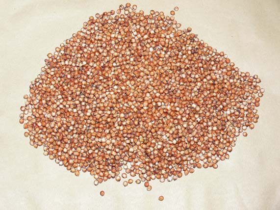 white sorghum red sorghum products south africa white white sorghum red sorghum products south africa white