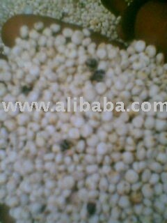 WHITE SORGHUM
