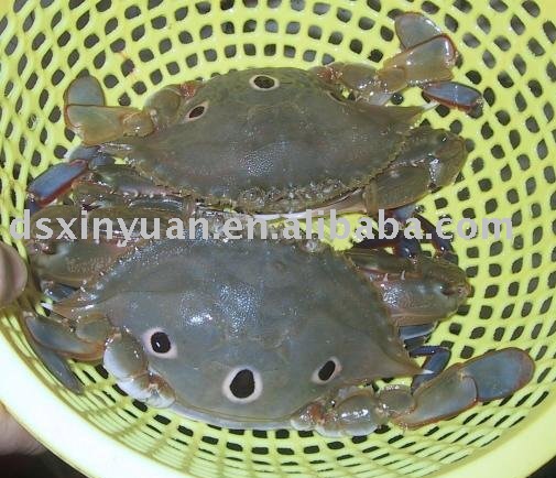 Frozen Mud Crab Blue Crab And Three Spotted Crab Productsbangladesh