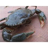 crab