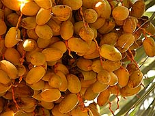 Fruits Dates