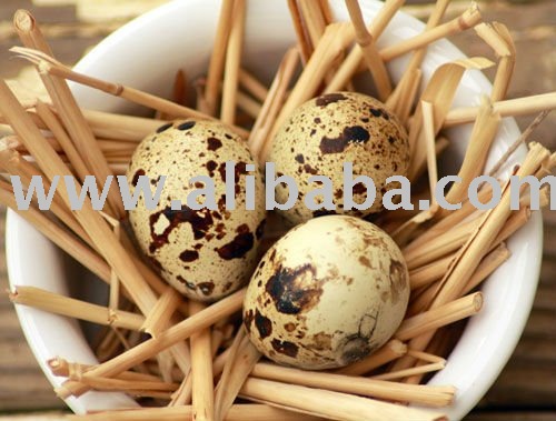 Jumbo quail eggs products,Cameroon Jumbo quail eggs supplier