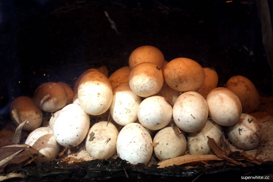 Bald Eagle Eggs