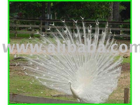 You Porn Transexual Buy Peacock Chicks