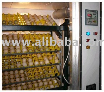 Fertile parrot eggs for sale