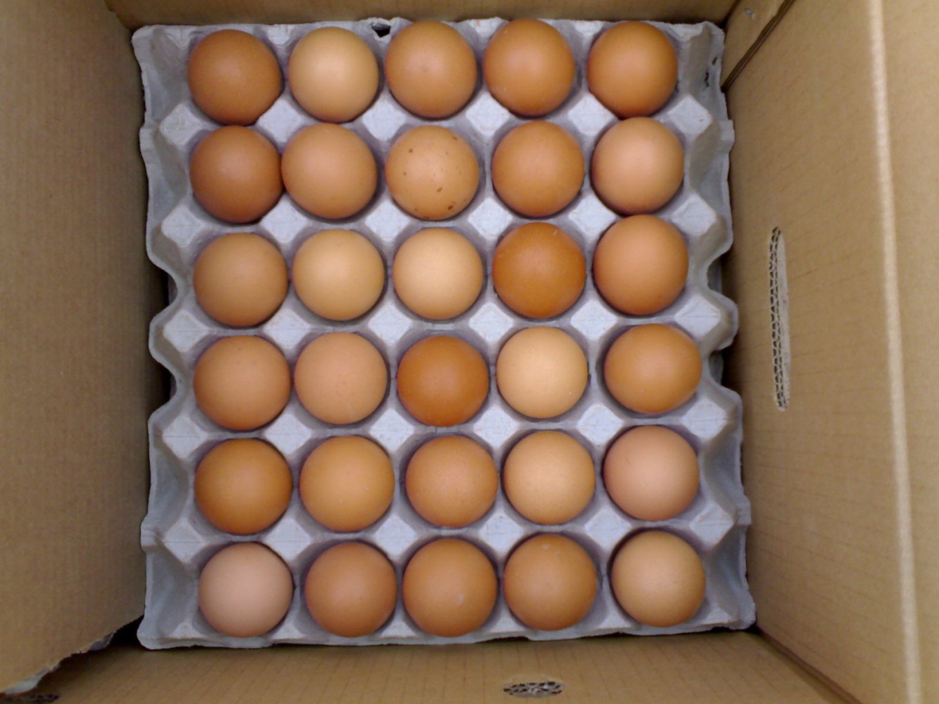 Fresh Chicken Egg products,Thailand Fresh Chicken Egg supplier