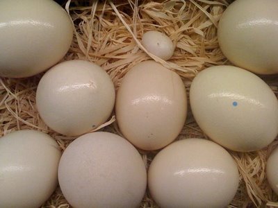 Ostrich Eggs Hatching
