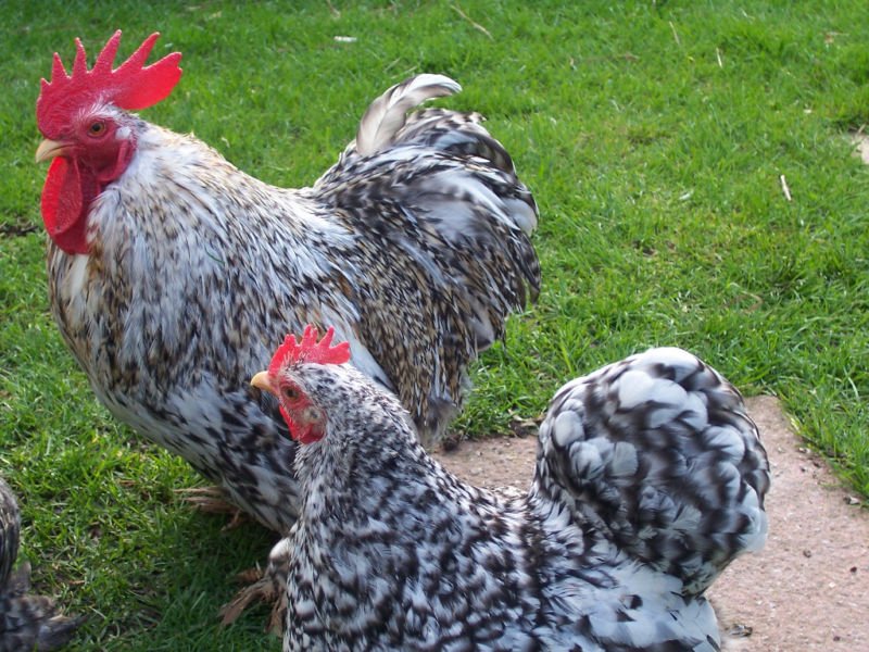 Cuckoo Bantams