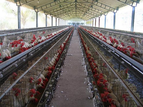 chicken egg poultry farm results for products : 81 products