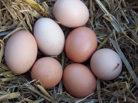 Egg Poultry