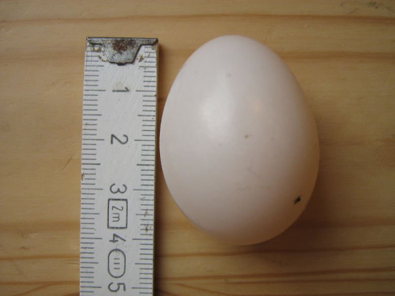 Grouse eggs and dove products,Cameroon Grouse eggs and dove supplier