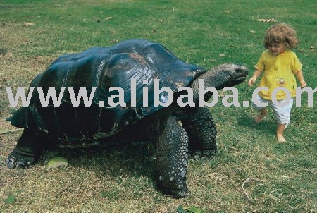 Bird Houses  Sale on Giant Tortoise  Male And Female  Products Cameroon Giant Tortoise