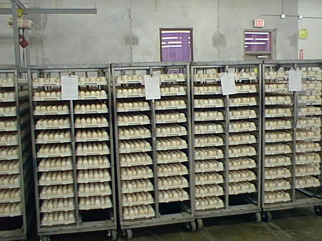  Hatching Eggs products,Germany Broiler and Layer Hatching Eggs