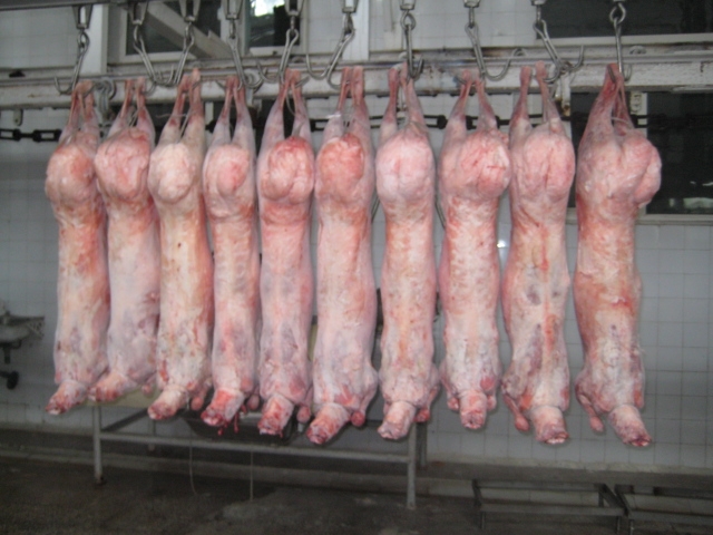 lamb carcass