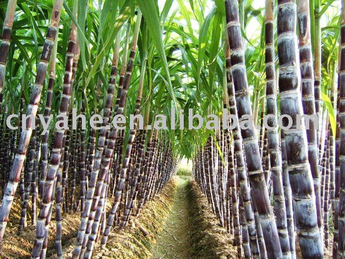 Products Of Sugarcane