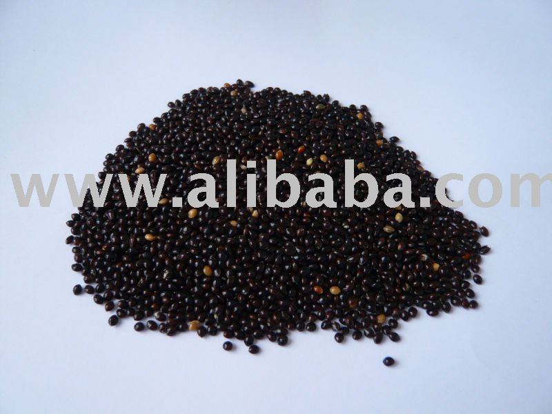 black millet products,China black millet supplier