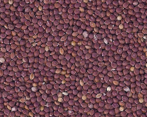 organic white millet unhulled products china organic organic white millet unhulled products china organic