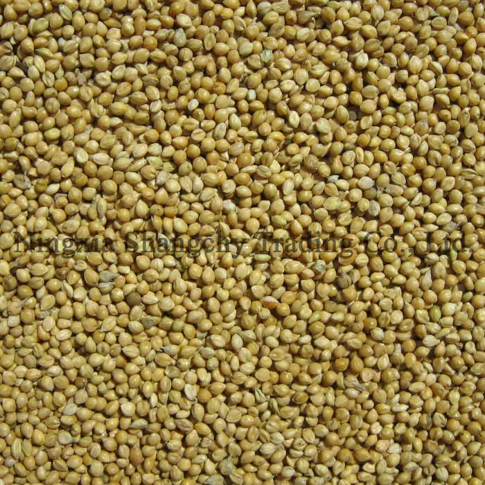 hulled foxtail millet products china hulled foxtail millet hulled foxtail millet products china hulled foxtail millet