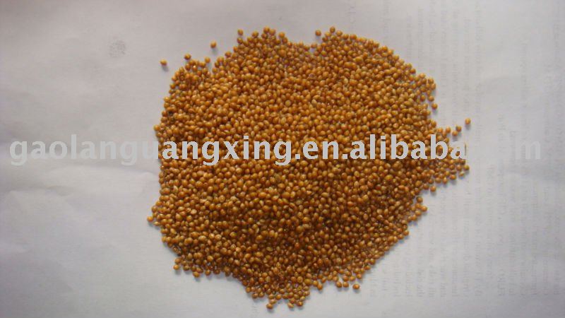 yellow broomcorn millet