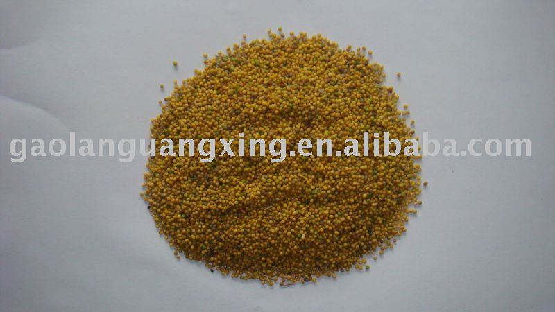 yellow mustard seeds