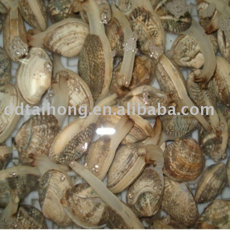 Frozen Boiled Top Shell Meat China Taihong Price Supplier 21food