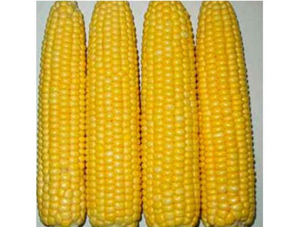 waxy corn products,China waxy corn supplier