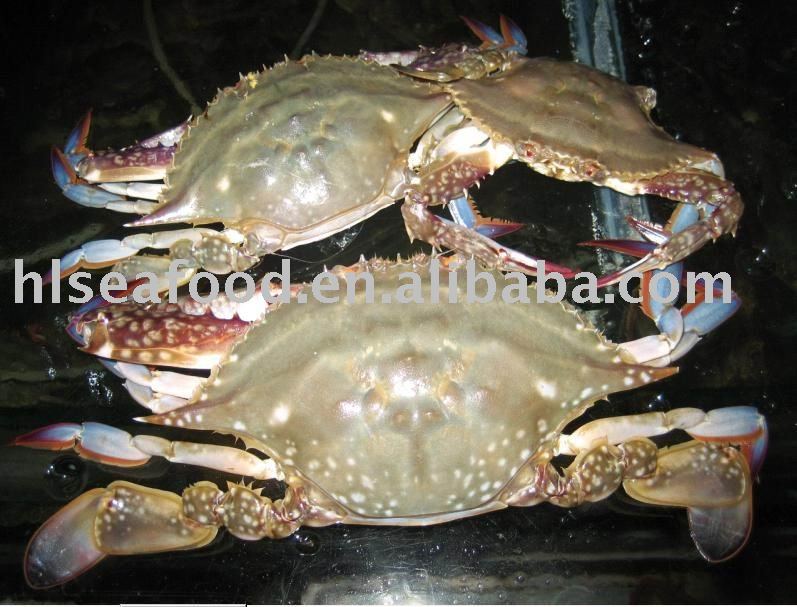 blue crab size