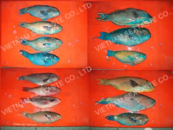 Parrotfish Species