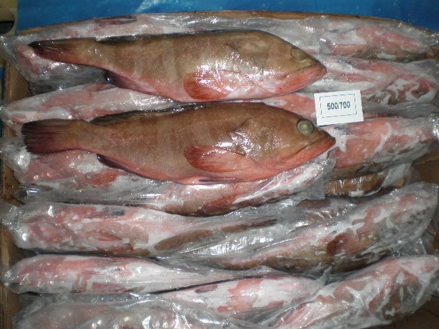reef cod fish