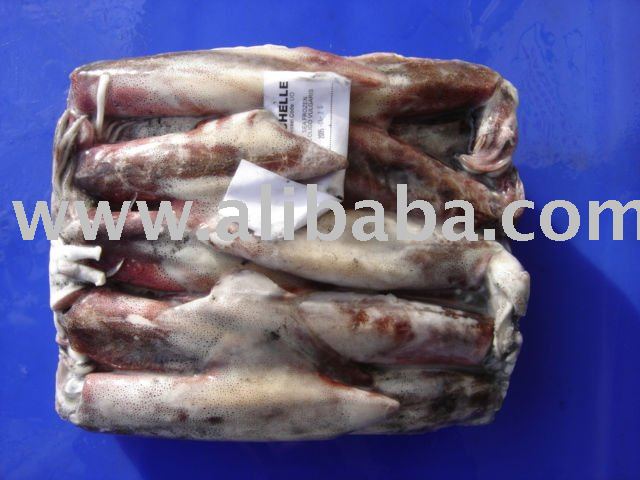 Squid Loligo Reynaudi