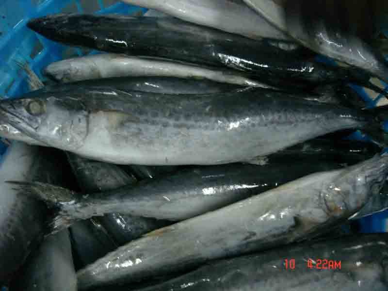 cameroon fish