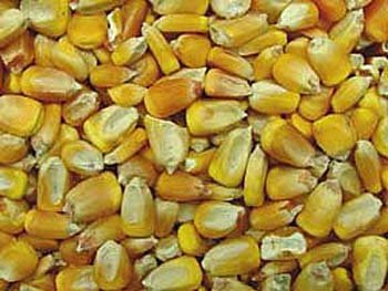 Yellow corn, grade - 2 and White corn # 2