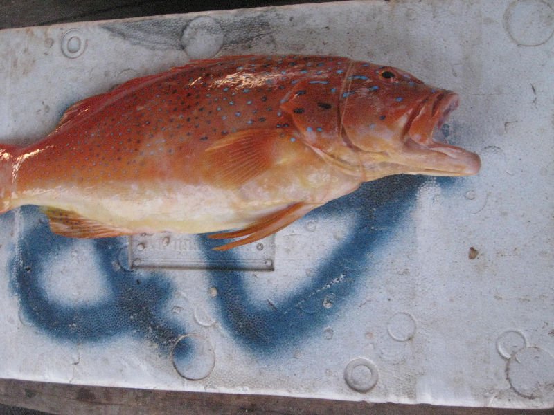 tiger fish congo. Tiger Fish