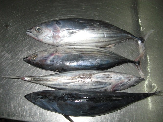 Skipjack Tuna Products,vietnam Skipjack Tuna Supplier