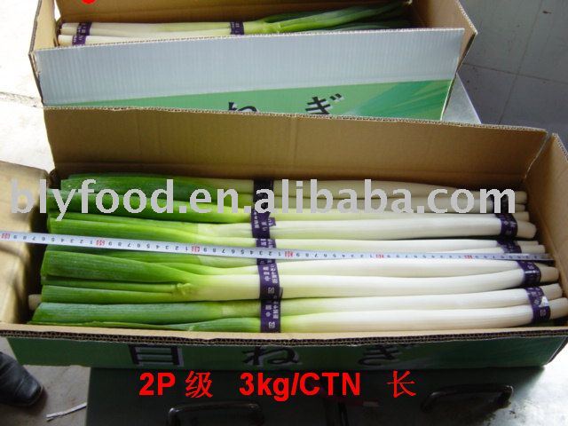 Japanese Long Scallion Products,china Japanese Long Scallion Supplier