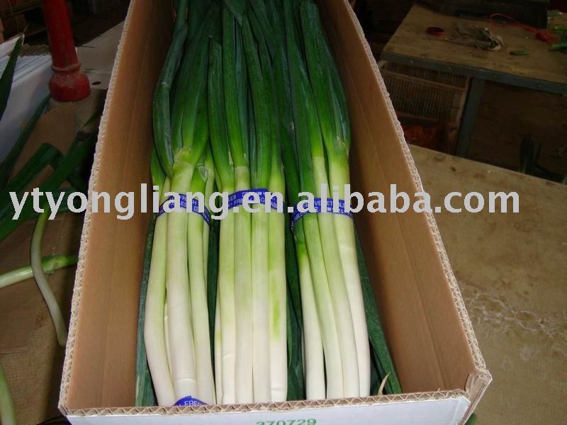 Onion Shallot