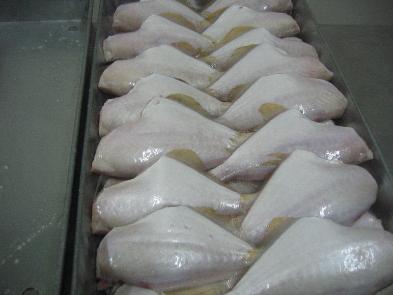 Leather Jacket Fish Products Vietnam Supplier Leather Jacket Fish
