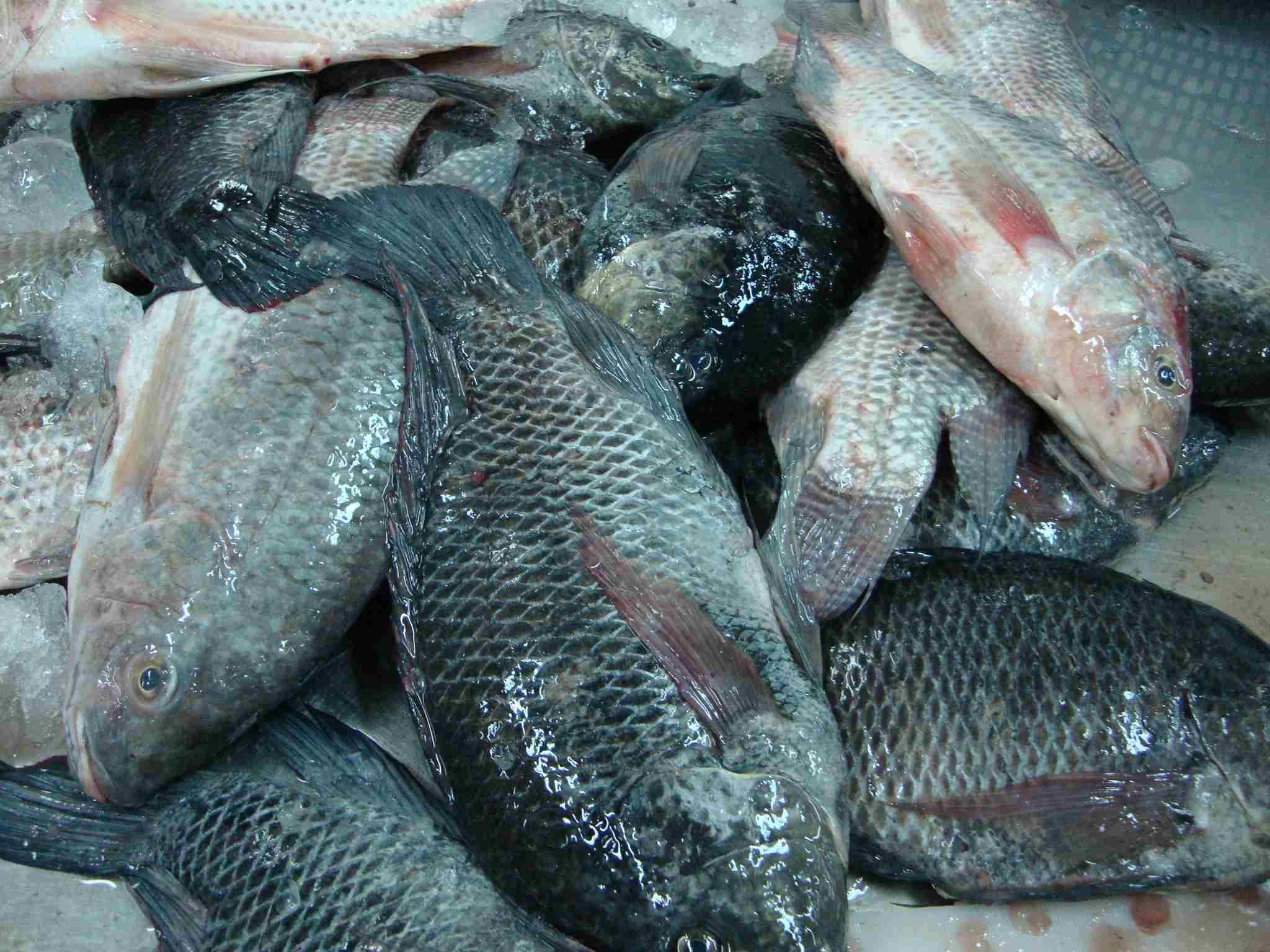 TILAPIA products,Vietnam TILAPIA supplier